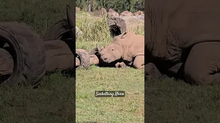 #sunbathing White (Wide) #rhino #zoo