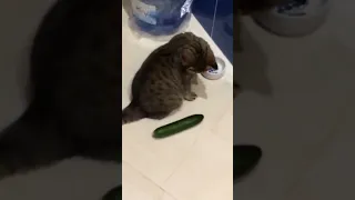 Cats Scared By Cucumbers!