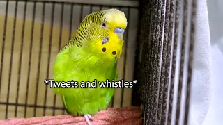 I'm Sweet - Boba the Budgie - Talking Parakeet