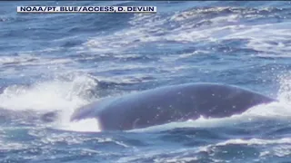 Extremely rare sighting of endangered whale off Marin coast