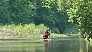 Michigan Sasquatch Carrying Infant Bigfoot across River #shorts