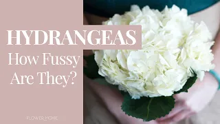 Hydrangea 101:  How Fussy Are They?????