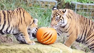 Tiger Cubs VS Pumpkins!