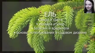 Вебинар "Ель"