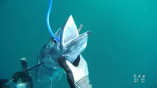 spearfishing Spanish mackerel  / פלמידה  בצלילה חופשית