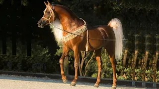 The purebred Arabian horse | The greatest production stallions in the world in the Arabian horse