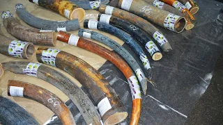 Пограничники изъяли 1,5 тонны бивней мамонта стоимостью свыше 50 миллионов рублей в Хабаровском крае