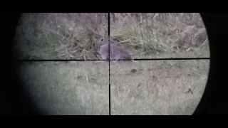 hatsan bullboss .25 barracuda hunter extreme vs rabbit (dinner)