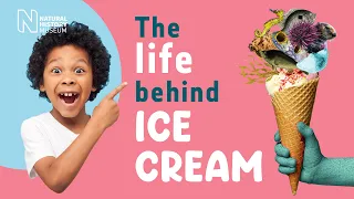 How flies help make your chocolate ice cream | The life behind | Part 1