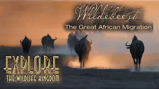 Explore the Wildlife Kingdom | Wildebeest: The Great African Migration | Full Movie