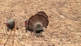 Melissa Bachman- Amazing Turkey Hunting Season Highlights