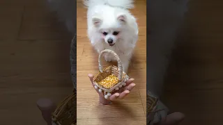 I help my mother make popcorn! #funny #nico #funnyanimal #dog #funnydog