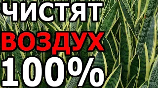 Эти 9 цветков очистят воздух в доме и принесут тебе счастье | Я знаю