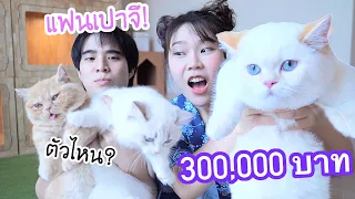 ซื้อแฟนให้เปาจึ 300,000 บาท (แมวอะไร ทำไมแพงมาก!)