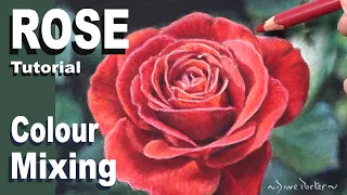 How to colour mix a Red Rose &  the Shadow. Pastel painting... Red Rose Study. Narrated Tutorial.