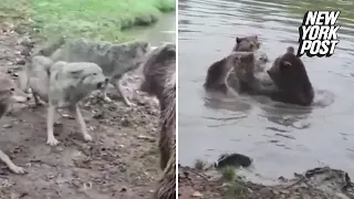 Bears rip wolf to shreds in brutal zoo attack | New York Post