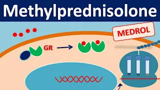 Methylprednisolone - Mechanism, side effects, precautions & uses