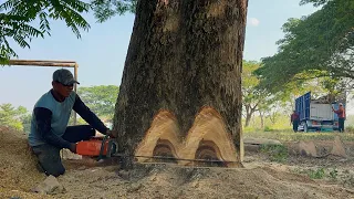 When shade trees turn into a threat... Cut down 2 trees near housing.