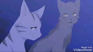 Warrior cats animash chasing hights