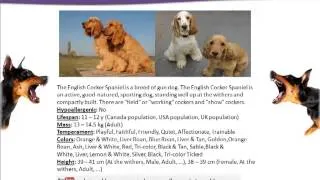 Top 100 Dog Breeds in The World