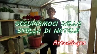 STELLA DI NATALE #2 riproviamo a farla rifiorire in Inverno