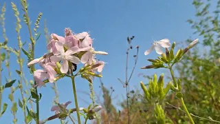 @New things in nature Xylocopa violacea,carpenter bee in soapwort ,bleta marangoz në shkumbake(1)