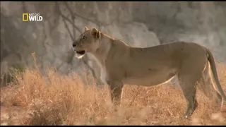 Nat Geo WILD. Лев против жирафа