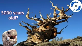 15 Oldest Living Things on Earth