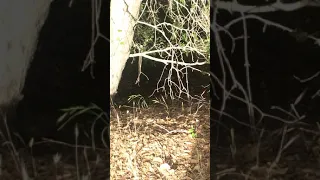 Man getting attacked by wild mountain lion San Jose California