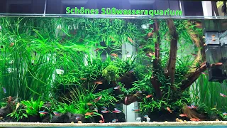 Ein schönes Aquarium ist von Wasserpflanzen in grüner Farbe und der roten Farbe der Fische geschmück