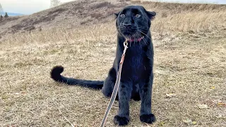 Playing around with the panther Luna on a walk🐆 / Why does Vika have disposable clothes🤣