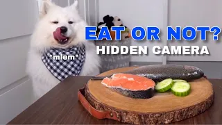 SPY CAM: Will My Dog Steal Food? I Furbo Dog Camera