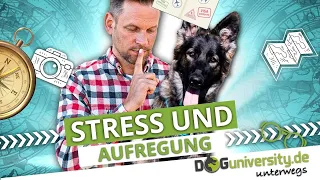 Wie du mit aufgeregten Hunden umgehst: Stress im Training berücksichtigen | DOGUNIVERSITY UNTERWEGS