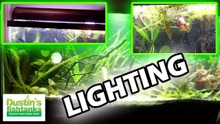 Aquarium Lighting Tips: Are you afraid of the dark?