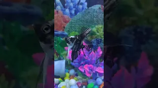 Angel fish ko current lagte lagte Bach Gaya#shorts #shortvideo #fish