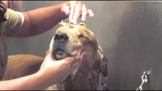 How to Bathe Your Dog : Dog Grooming