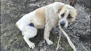 В Омске спасли собаку, умирающую от голода и рака рядом с мёртвыми щенками…