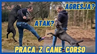 Jak ujarzmić cane corso? 5 dni z T-rexem.#invertocorso #dogs #canecorso #vlog #puppy #dog #fyp #fypシ