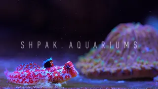 Shpak`s Marine Reef Aquarium. Equipment, automation.