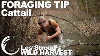 Wild Harvest Foraging Tip | Cattail | Episode 4 | Les Stroud