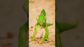 Chameleon Chronicles Exploring the Colorful World of Nature's Masters of Disguise! #shorts #animals