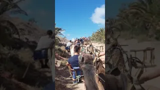 Camel Safari at Oasis Park, Fuerteventura