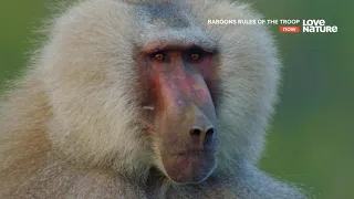 Бабуины -  правила стаи.  Документальный фильм Love Nature HD . 4K