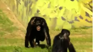 Emotiva liberación de chimpancés tras 30 años de cautiverio