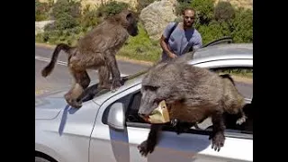 BABOONS  (Baboon Wars  South Africa ,Western Cape , Cape Town)