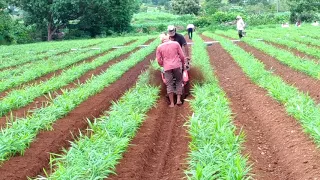 Ginger crop India