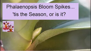 How to Identify Phalaenopsis Orchid Bloom Spikes | The When, Where, Why, & How of Bloom Spikes!