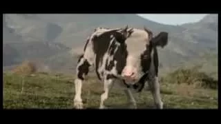 vive la vache qui fait du karaté