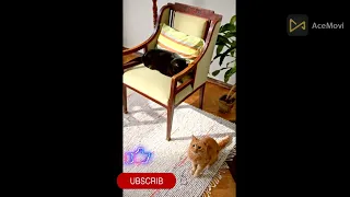 funny animal videos 2022 best dogs and cats videos 😻😅 # 55,