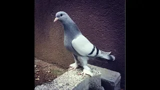 Turkish Tumbler Pigeons (3)